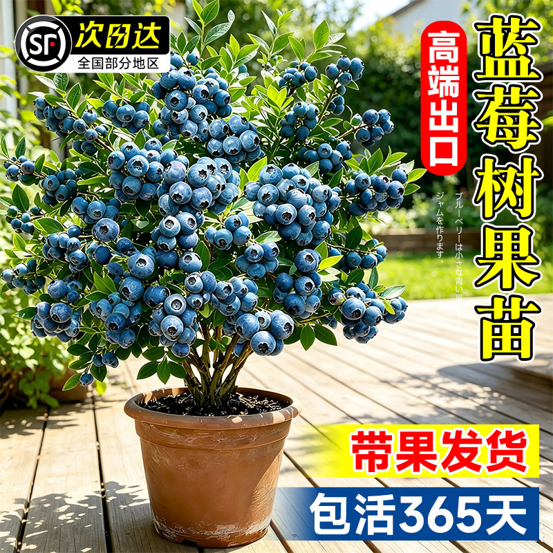蓝莓盆栽带果带花苞花香特大号图片