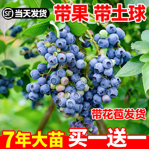 蓝莓树果苗带果蓝莓苗盆栽南北方