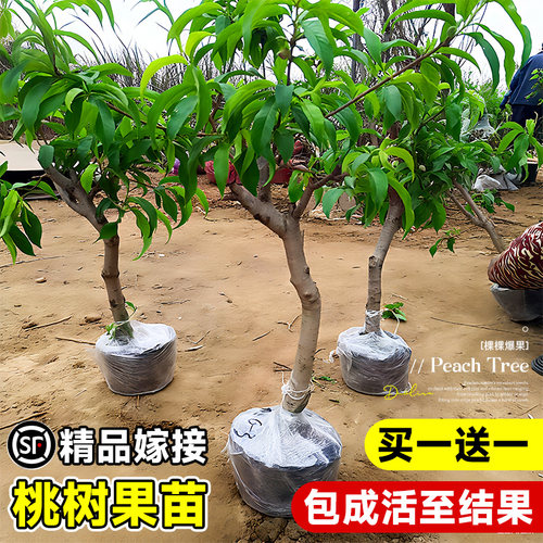 桃树果苗新品种嫁接巨型桃树