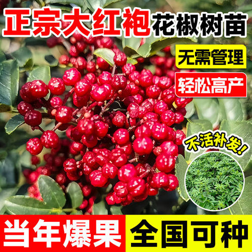 花椒苗树大红袍当年结果九叶青