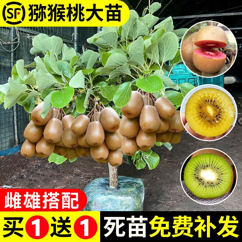猕猴桃树果苗红心徐香软枣南图片