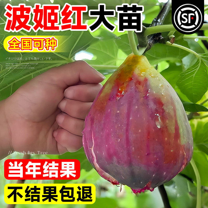 无花果树果苗波姬红特大果图片