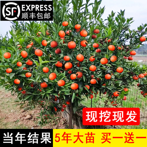 沙糖桔树苗地栽盆南方北种植