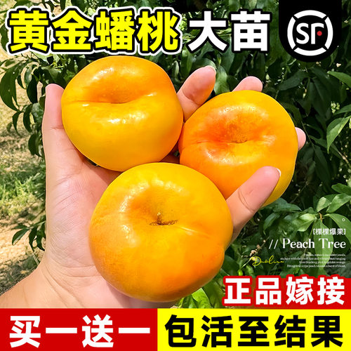 黄金蟠桃苗特大早熟嫁接桃树盆栽