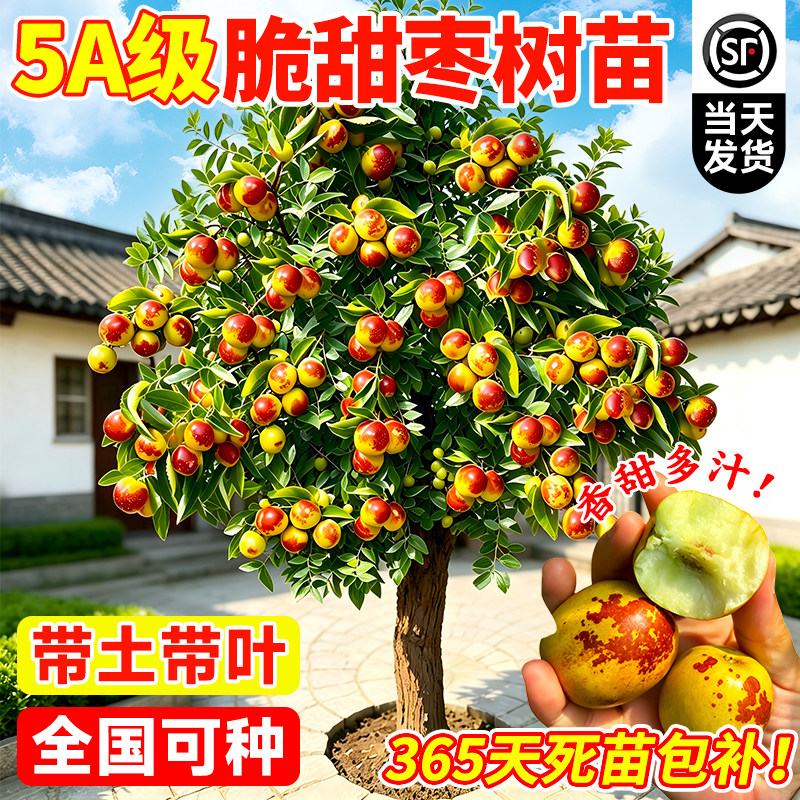 枣树活苗特大冬枣嫁接树苗沾化冬枣三代大枣超甜奶枣苹果水果青枣