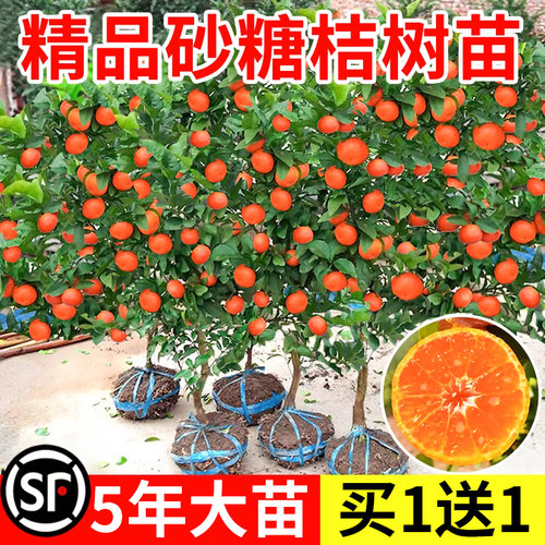 沙糖桔子树苗砂橘盆栽果金水