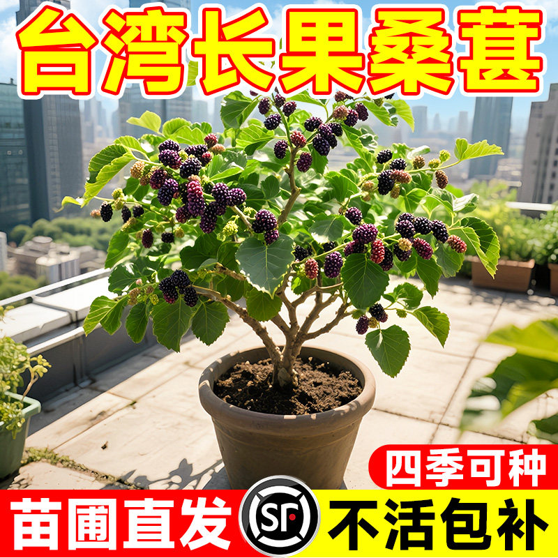 桑葚树苗果树果苗嫁接地盆栽南北方种植大叶桑树苗当年结果桑葚苗