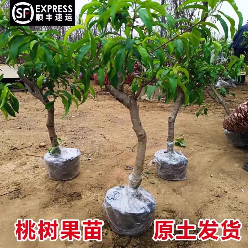 桃树果苗新品种嫁接巨型桃树鹰嘴桃冬桃南方北方盆栽地载当年结果