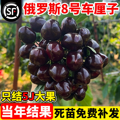 正宗车厘子树苗俄罗斯八号树苗