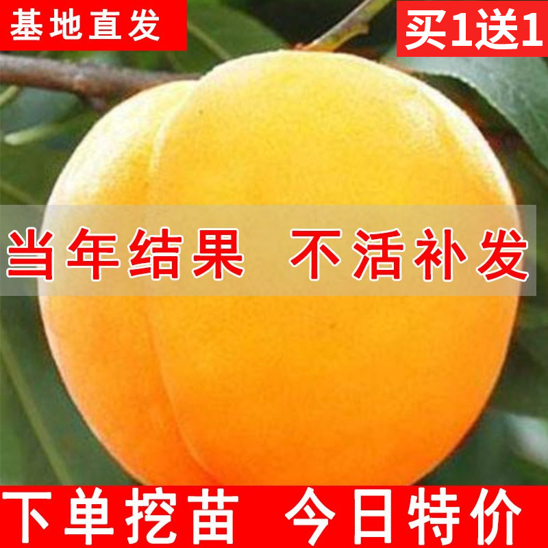 嫁接苗黄桃树果苗南方北方种植图片
