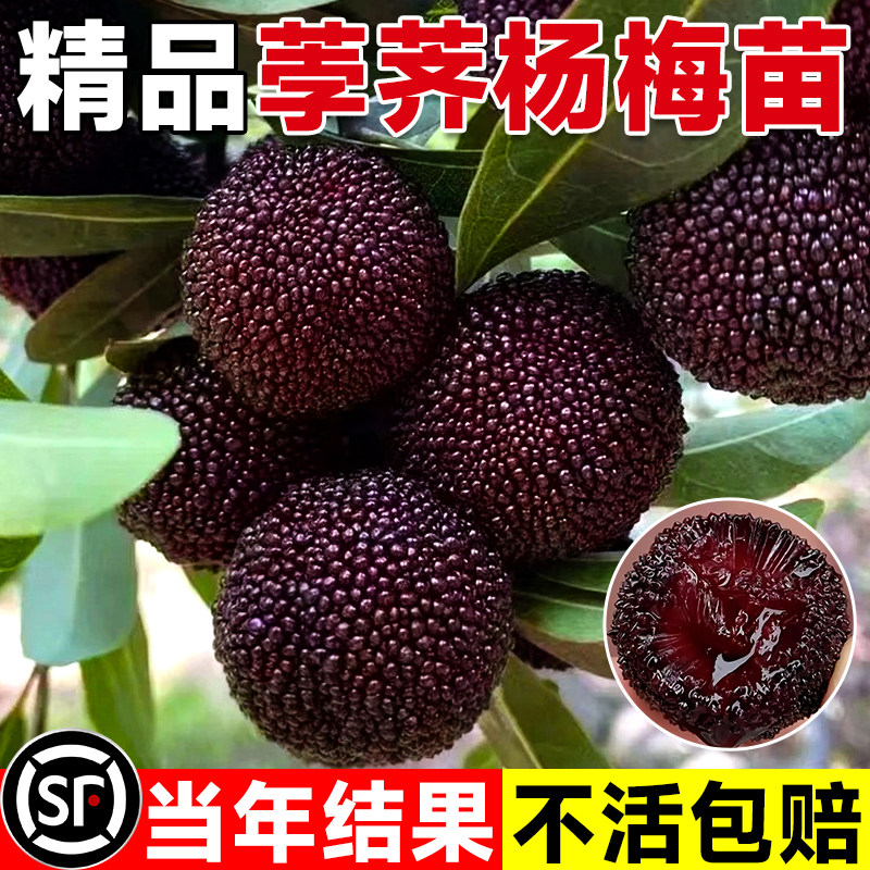 浙江余姚荸荠杨梅苗 慈溪黑炭杨梅树苗 东魁杨梅苗 水晶白杨梅苗