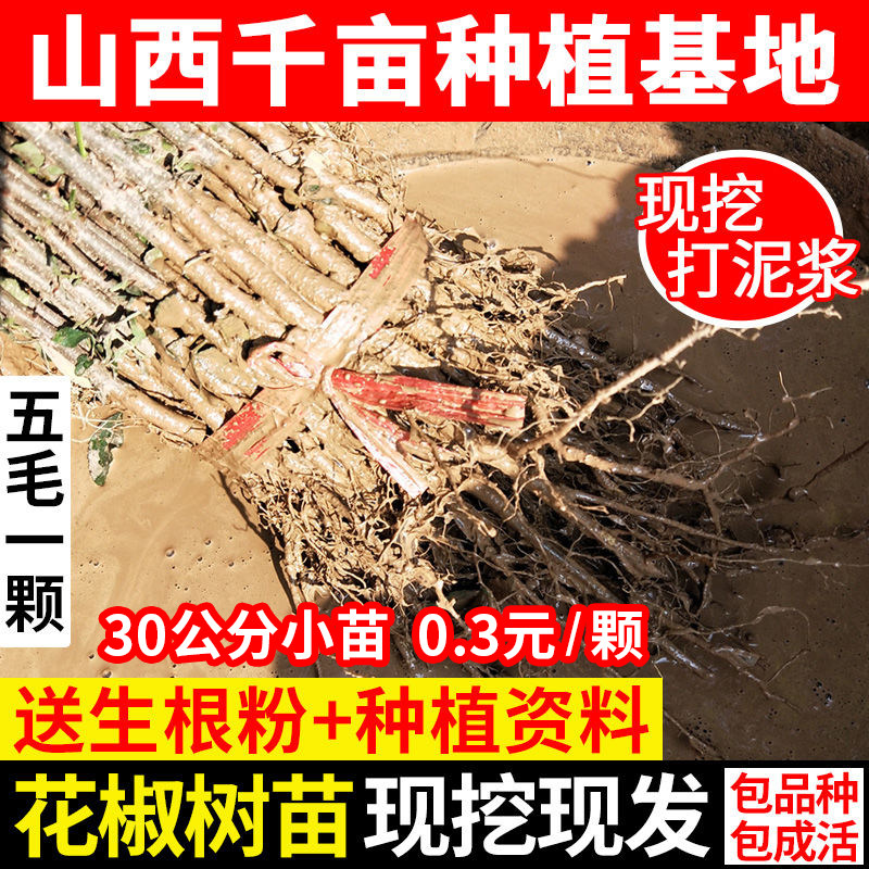 花椒树苗无刺大红袍狮子头图片