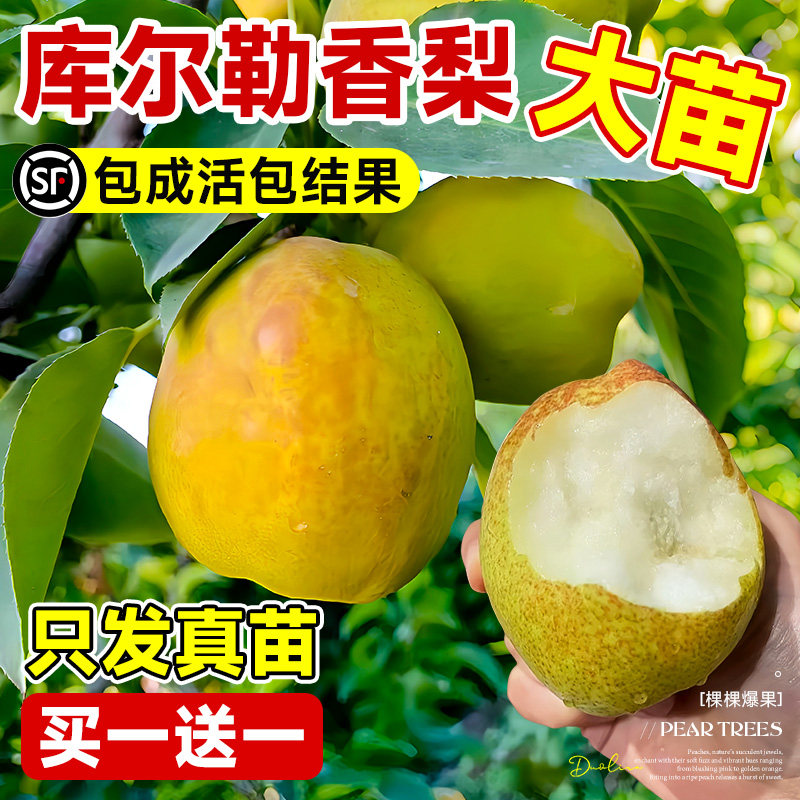 梨树果苗嫁接苗库尔勒香梨水梨图片