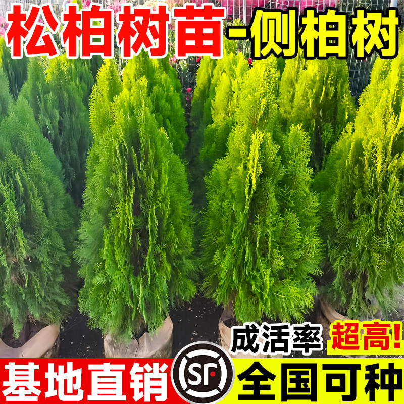侧柏树苗塔柏树苗龙柏绿化图片