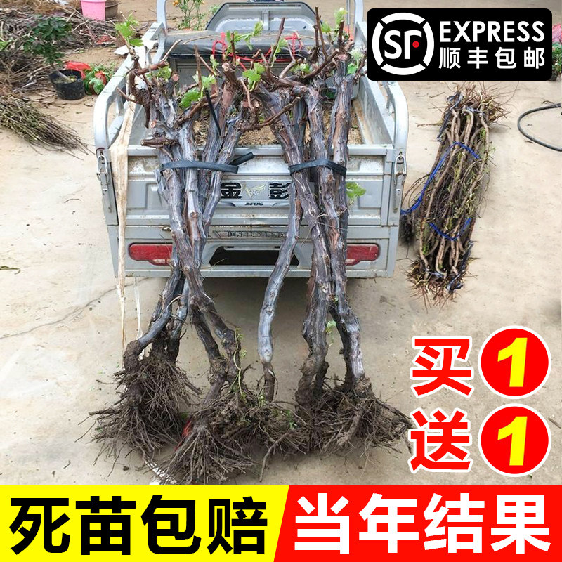 阳光玫瑰蓝宝石葡萄树苗当年结果
