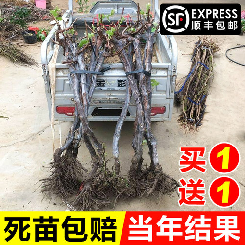 阳光玫瑰蓝宝石葡萄树苗当年结果