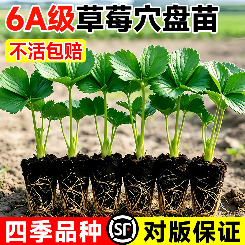 草莓苗秧盆栽奶油四季结果										