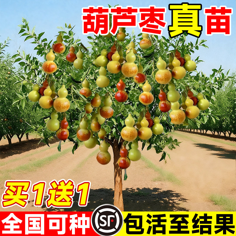 葫芦枣活苗大枣超甜蟠枣树果苗南北方种植庭院枣树苗带土球盆栽图片