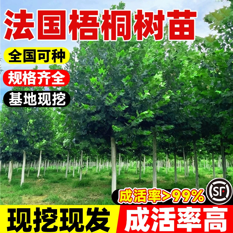 法国梧桐树树苗庭院绿化工程大树四季常青风景树室外大型青铜法桐