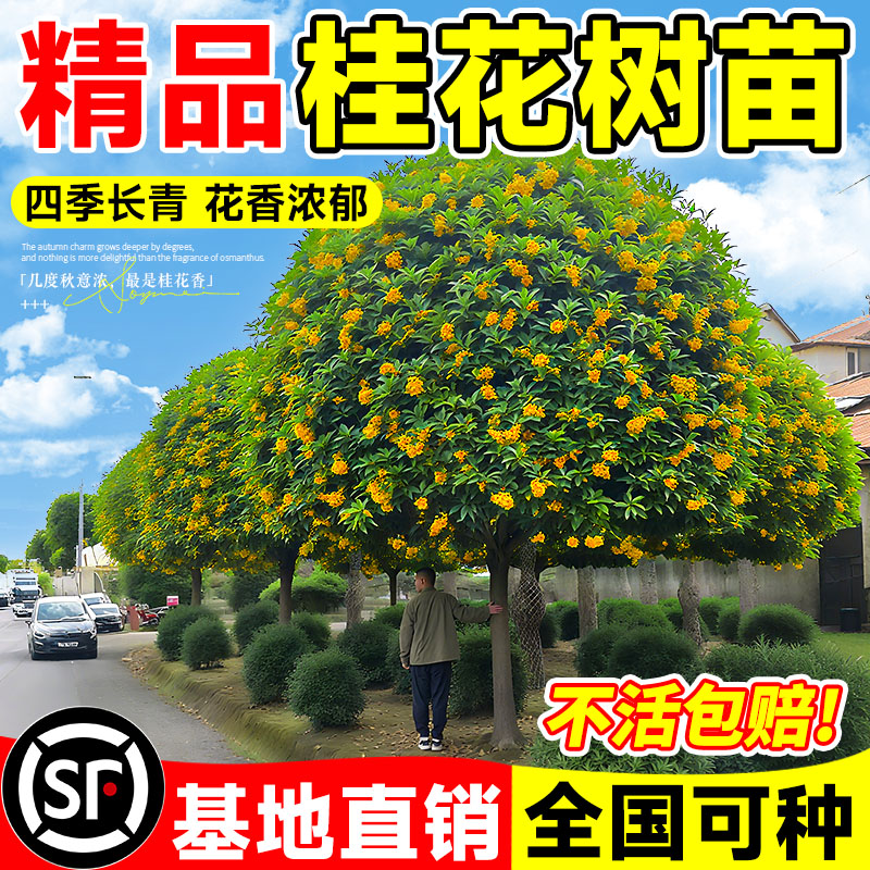 桂花树苗八月桂金桂丹桂四季桂盆栽大树多季开花庭院别墅地栽