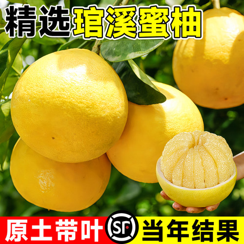 正宗琯溪蜜柚树苗嫁接柚子苗白心