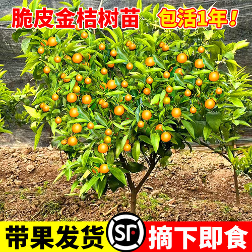 脆皮金桔树盆栽苗可食用带