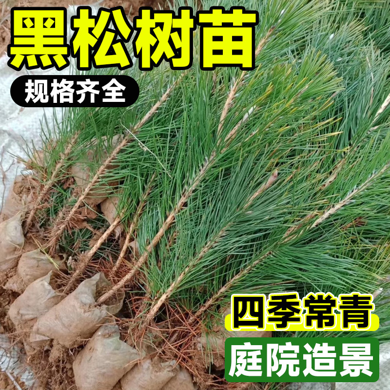 黑松树苗日本松树小苗庭院耐寒耐旱四季常青园林绿化造型盆景素材