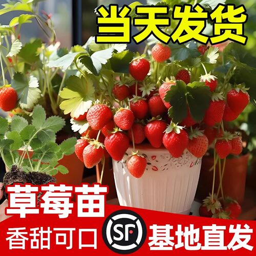 草莓苗秧南方种植盆栽果树果苗四季牛奶油白草莓苗黑巴克草莓新苗