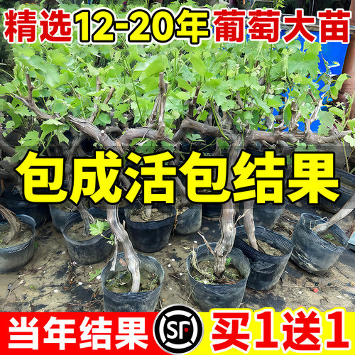 特大巨峰葡萄树苖带叶阳光玫瑰