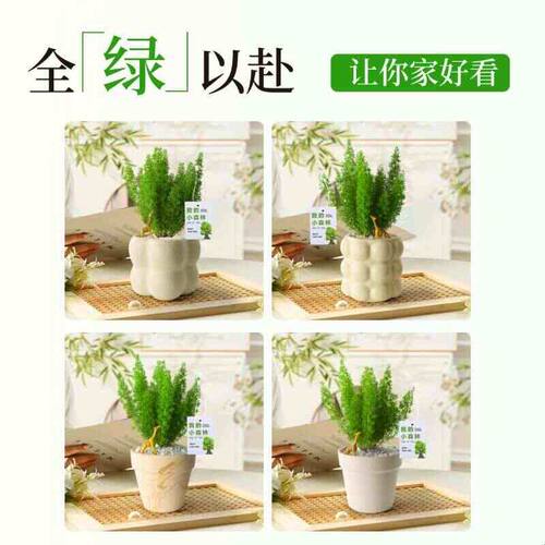 狐尾天门冬盆栽办公室内桌面小绿植四季常青情绪稳定花卉客厅摆件