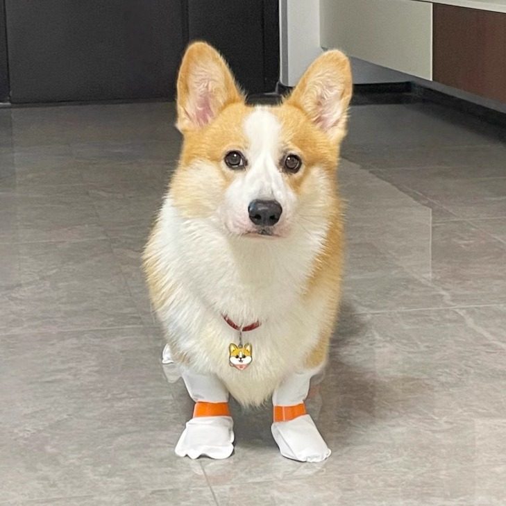 下雨天救星狗狗外出一次性鞋套防脏袜子防掉脚套室外免洗遛狗神器,宠物/宠物食品及用品,宠物鞋子,淘宝优惠券,粉丝福利购,淘宝优惠卷