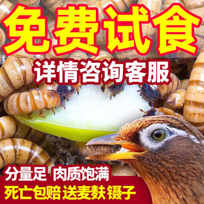 大麦虫活虫鲜活面包虫黄粉虫仓鼠蜥蜴守宫饲料粮食活体高蛋白虫子