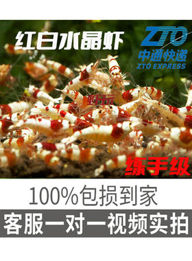 红白水晶虾练手级小亚成观赏虾宠物虾米虾除藻虾淡水虾冷水虾包邮