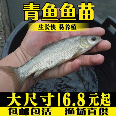 青鱼鱼苗淡水养殖食用黑鲩鱼灰草鱼乌青活物冷水观赏鱼螺蛳青鱼苗