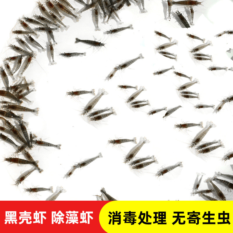 黑壳虾水族箱除藻虾特大造景观赏虾清洁虾活体饲料草缸杂质清理