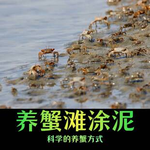 辣椒蟹生态泥铺底观赏蟹打洞泥滩涂泥谭氏泥蟹微景观造景用品河泥