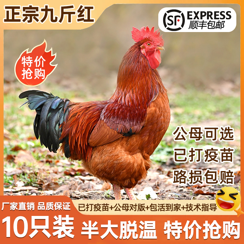 ���Ž�졾���8ֻ�� ���Ž�촿��С�����絰����С������ɢ��������칫��������