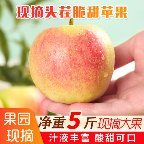 头茬新鲜山东脆甜多汁美八苹果