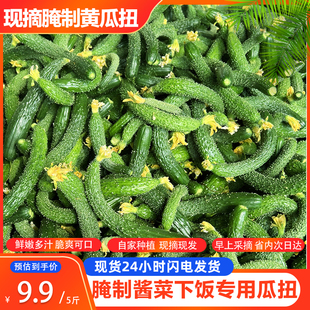 山东现摘新鲜小黄瓜扭农家自种小黄瓜仔腌制蔬菜嫩黄瓜妞酱瓜5斤