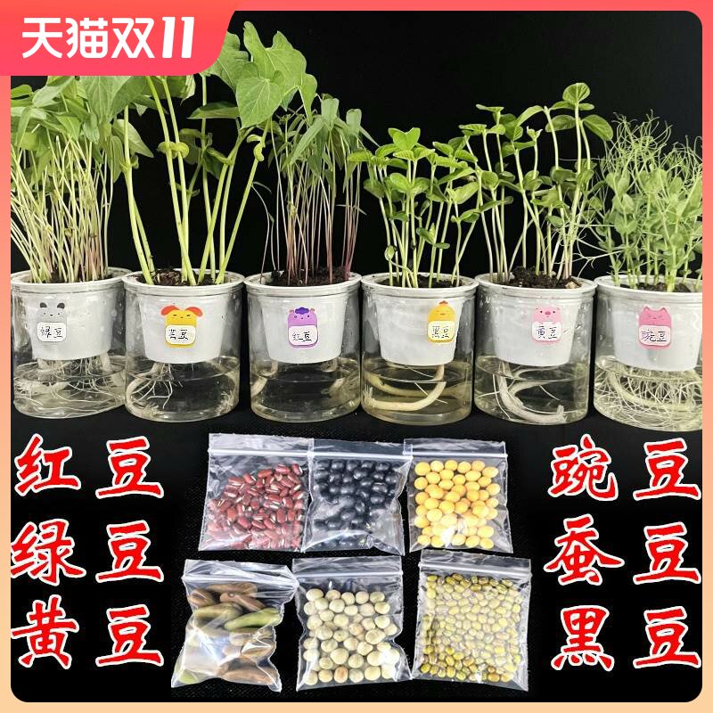 幼儿园土培大豆黄豆发芽蔬菜小学生观察日记植物角吸水儿童小盆栽