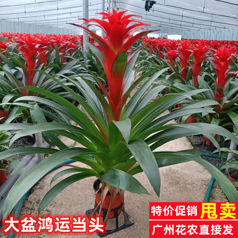 鸿运当头盆栽小红星办公室开红花卉绿植物大型好养凤梨吸甲醛客厅_虎窝淘