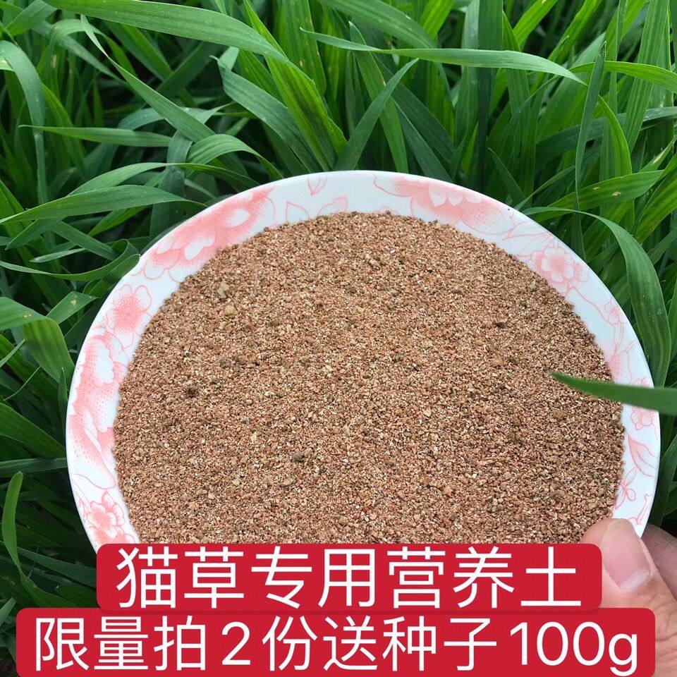 猫草已种好猫薄荷种子套装化毛膏水培猫草盆栽种好的猫草免种植