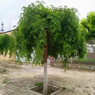 龙爪槐树苗国槐树苗庭院道路行道树绿化苗垂槐树苗庭院黄金槐树苗