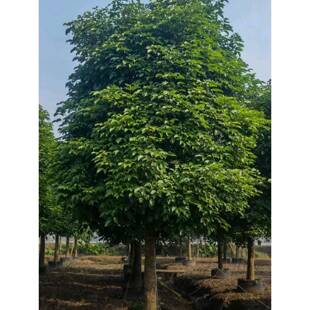 优选秋枫树苗庭院行道树重阳木户外四季常绿化工程乔木市政园林风