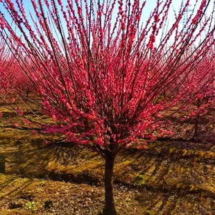 红梅绿梅榆叶梅老桩梅花树四季种植阳台庭院盆栽冬季耐寒花卉树苗