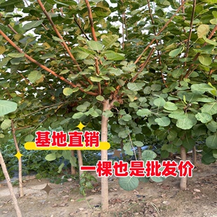 红栌黄栌树苗绿化苗庭院风景树香山红叶树老桩小苗枝条彩叶造林苗