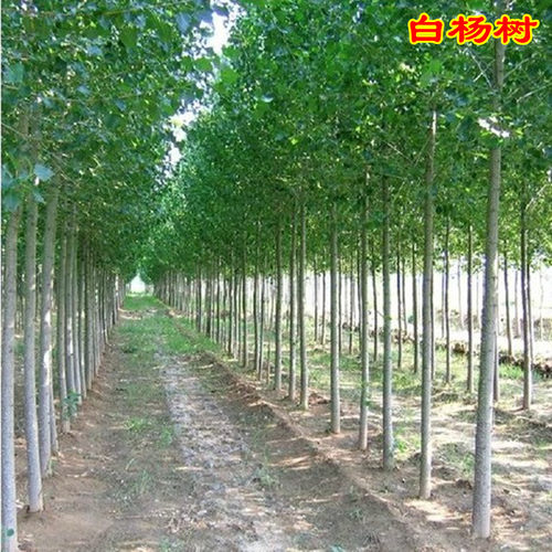 速生无絮杨树苗 白杨树苗 占地河提植树造林 南北方耐寒绿化树苗