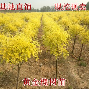 绿化苗庭院黄金槐树苗金叶国槐小苗垂槐龙抓槐刺槐香花槐苗木