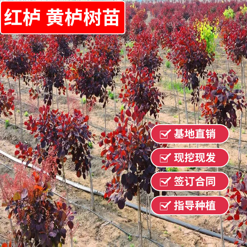 黄栌树苗红栌树苗烟树盆栽花园庭院观叶观花多年生落叶地栽小乔木,鲜花速递/花卉仿真/绿植园艺,行道树/乔木,淘宝优惠券,粉丝福利购,淘宝优惠卷