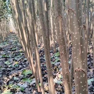 白杨树苗107速生杨3804无絮杨中华红叶杨河堤道路绿化苗占地拆迁